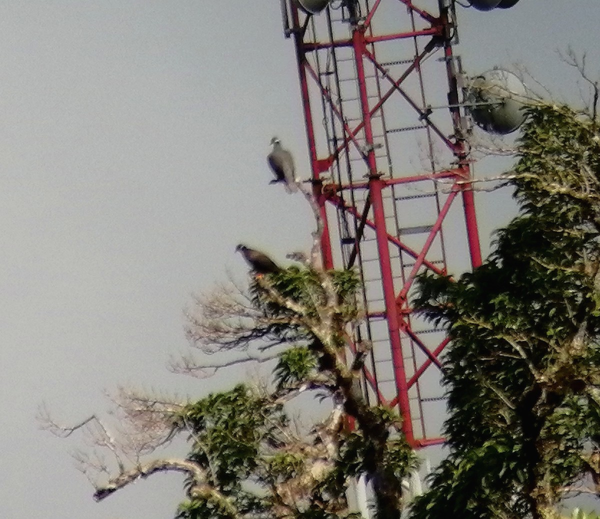 Band-tailed Pigeon - ML367840991