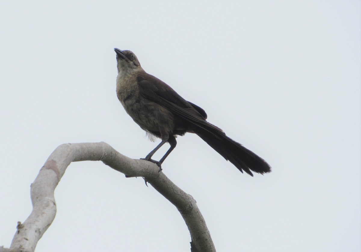 Boat-tailed Grackle - ML367842941