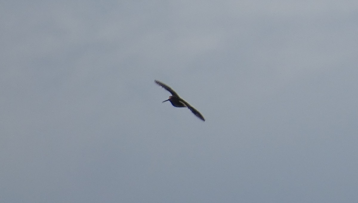 Swinhoe's Snipe - ML367843061