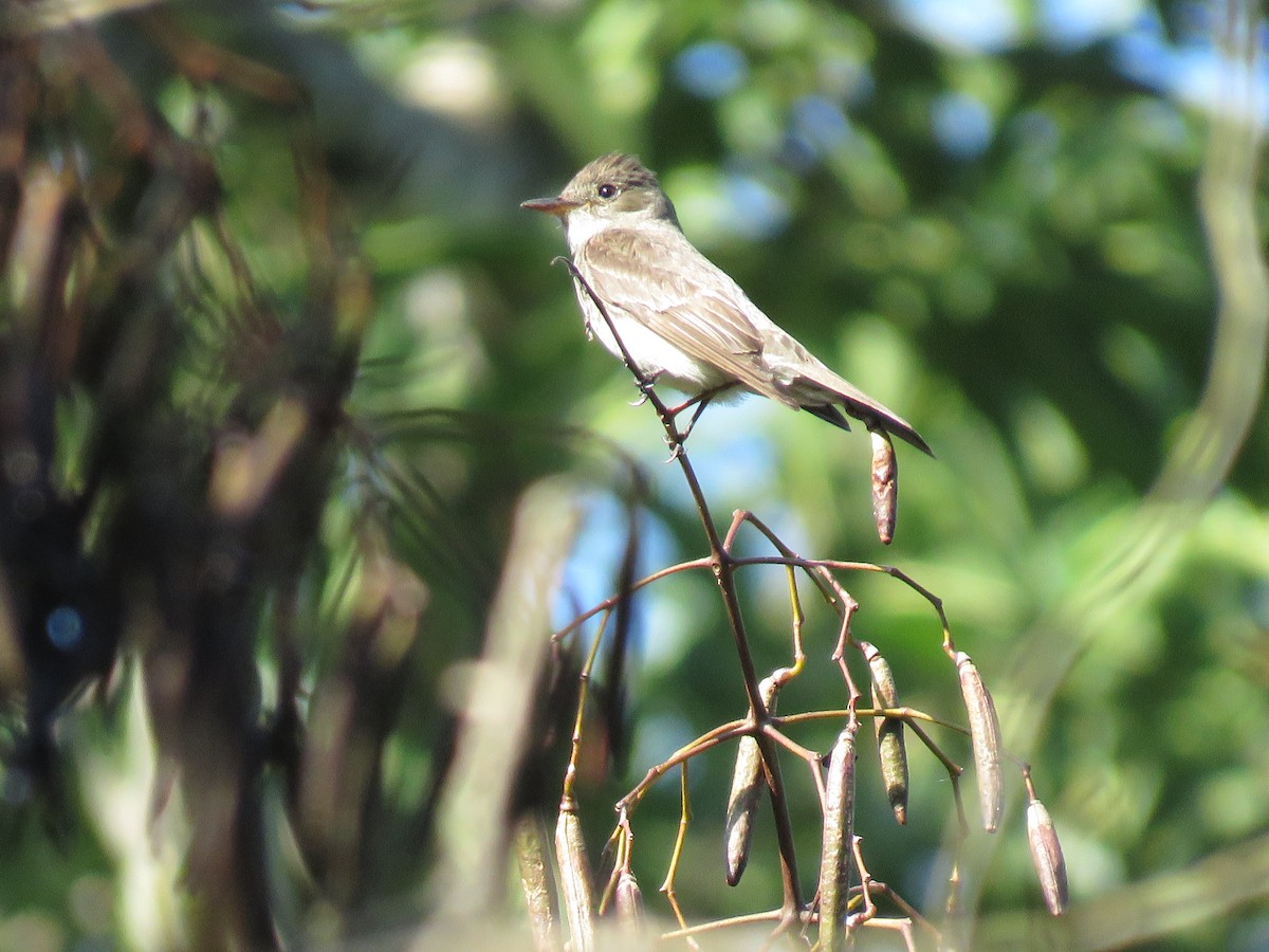 Western Wood-Pewee - ML367843241