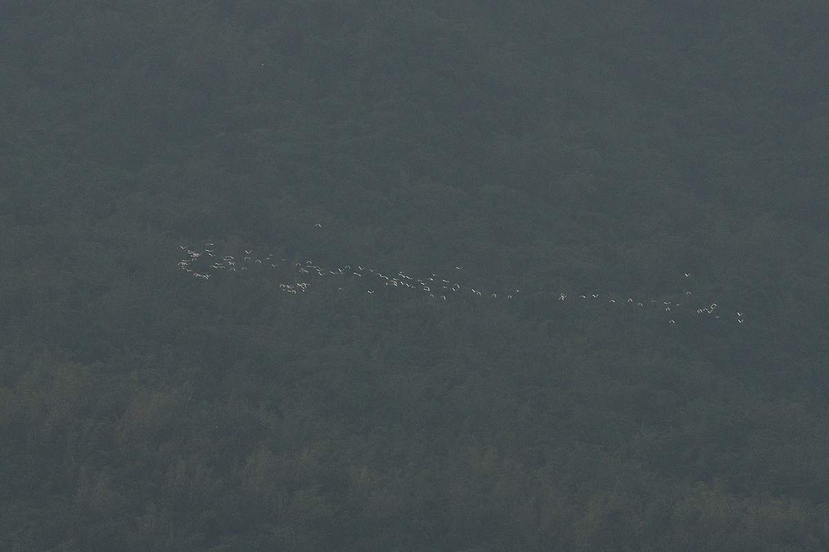 Eastern Cattle Egret - ML36784361