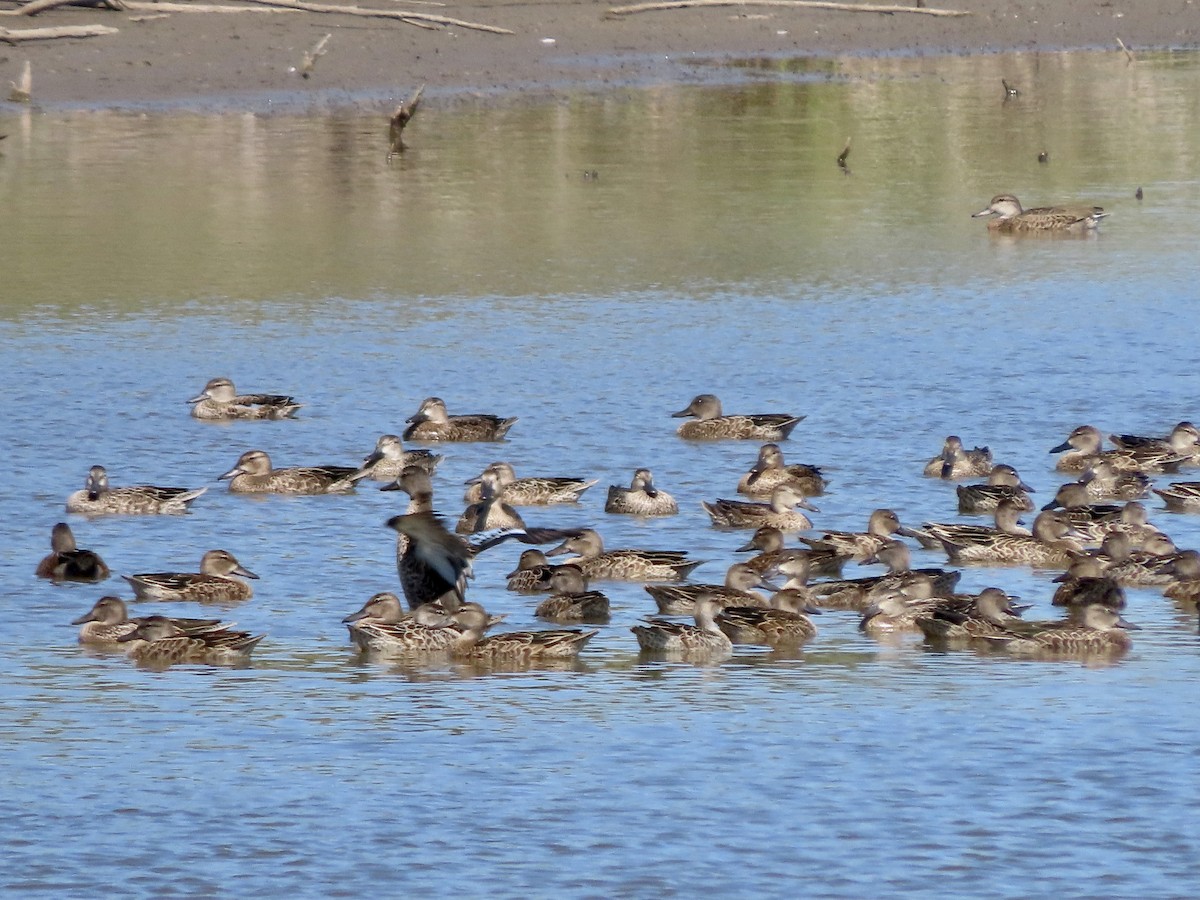 Blue-winged Teal - ML367843981