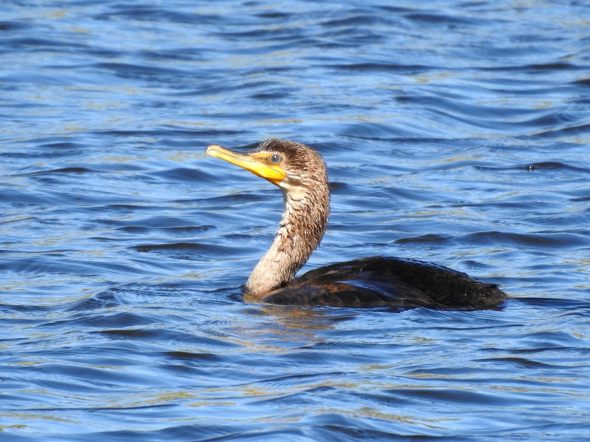 Double-crested Cormorant - ML367844621