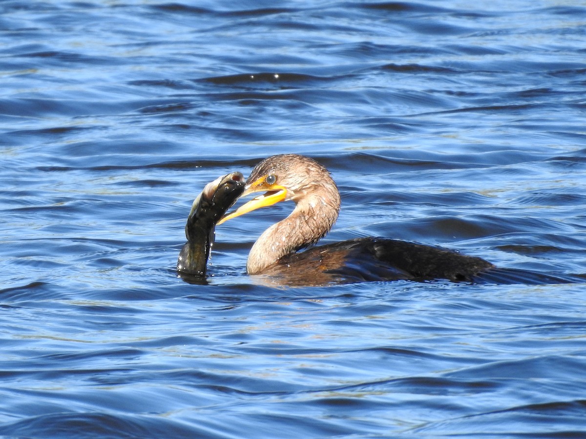 Double-crested Cormorant - Dan Mason