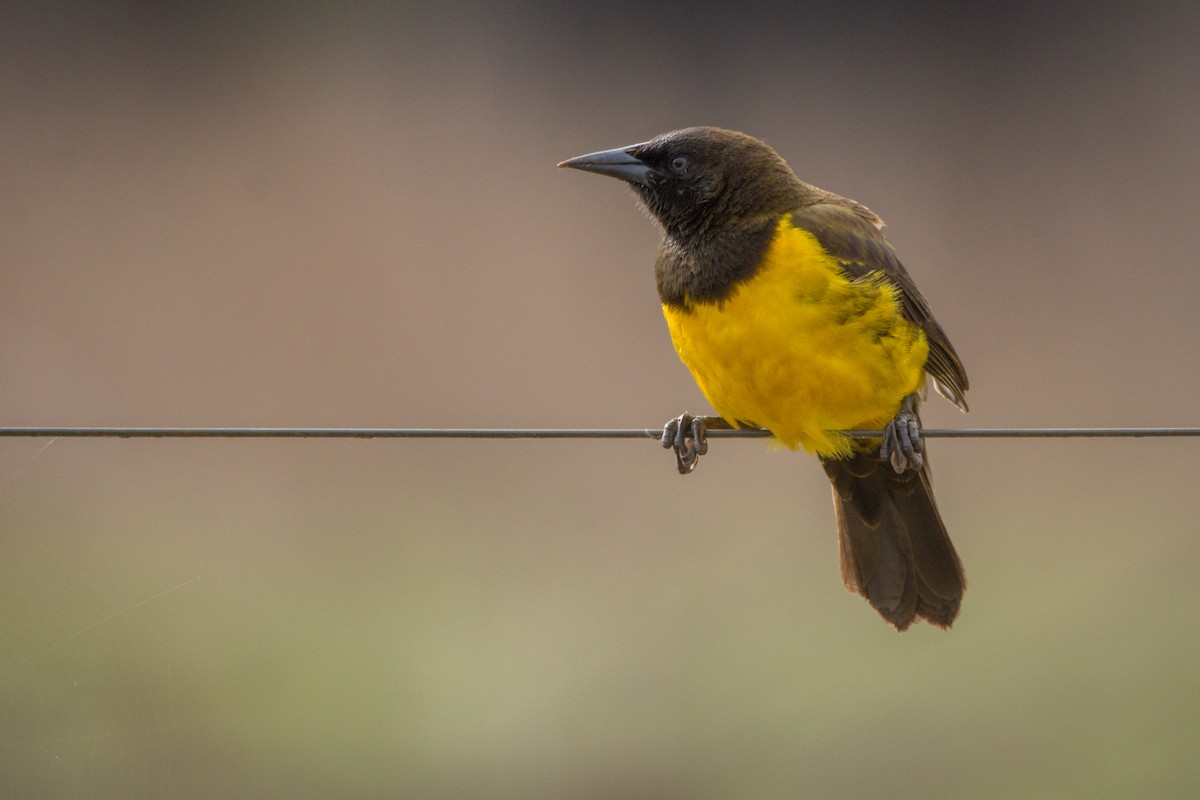 Yellow-rumped Marshbird - ML367844851