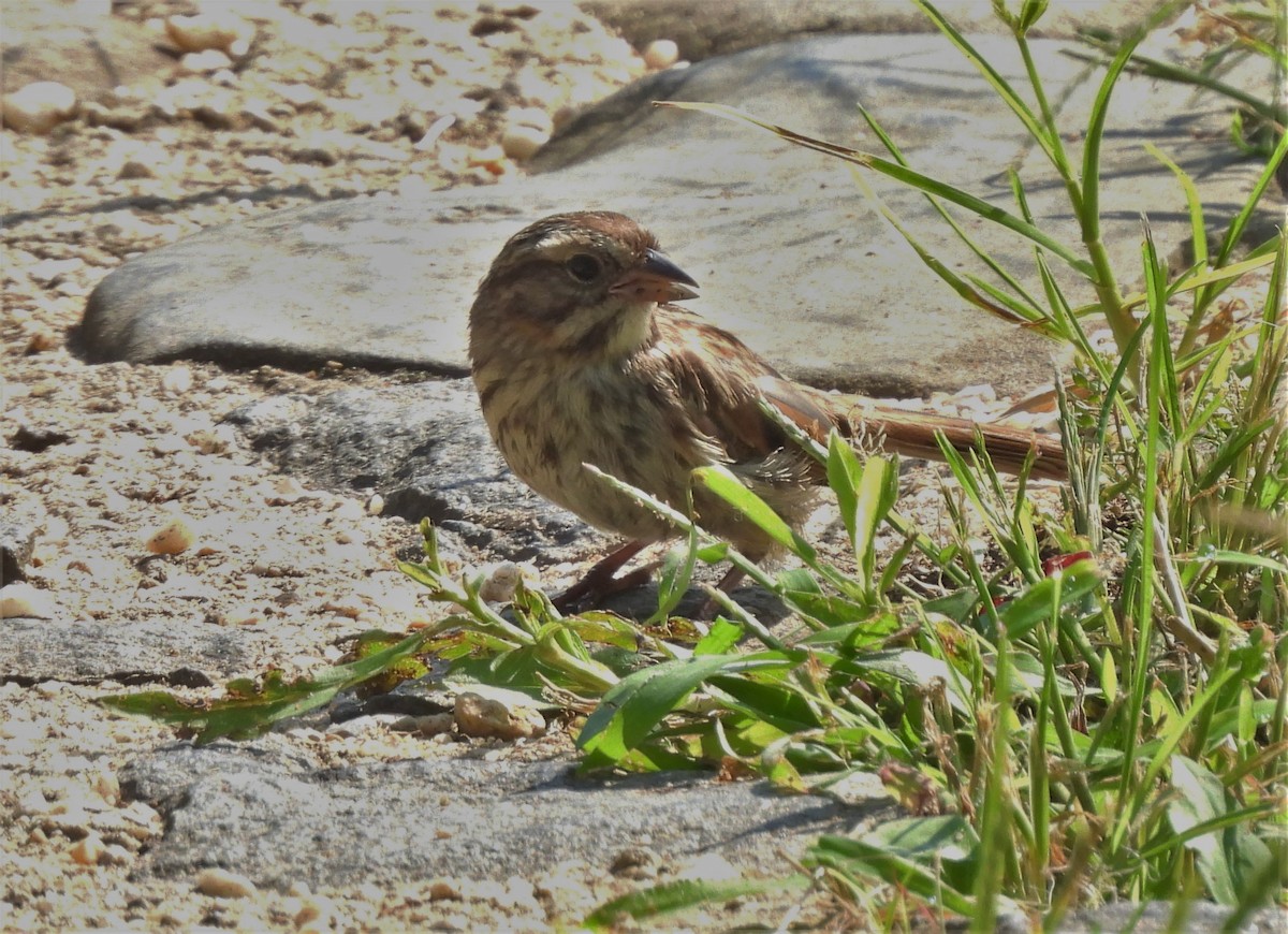 Song Sparrow - ML367845991