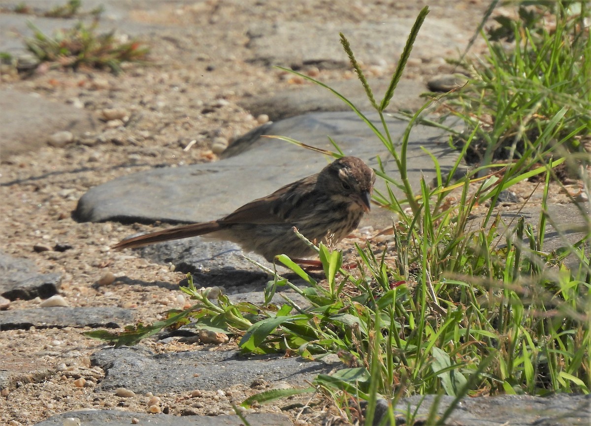 Song Sparrow - ML367846011