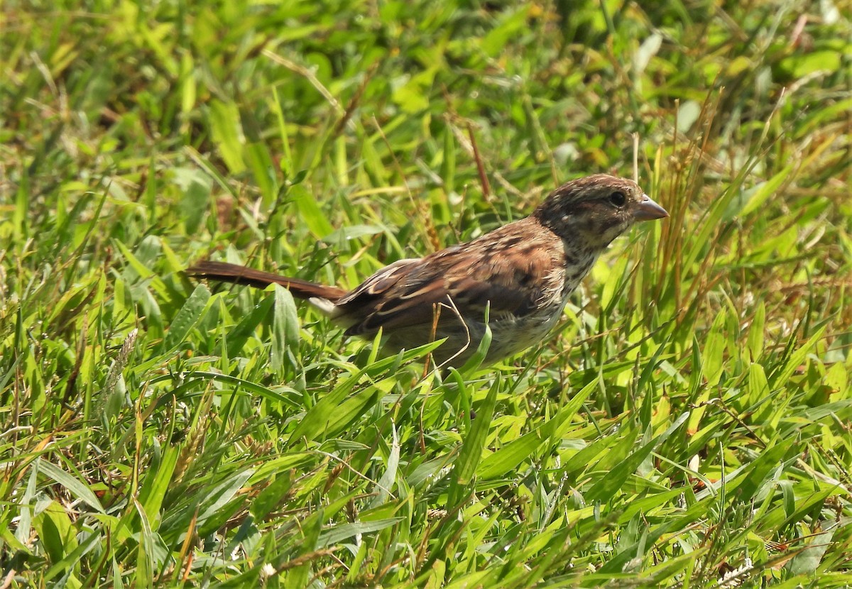 Song Sparrow - ML367846061