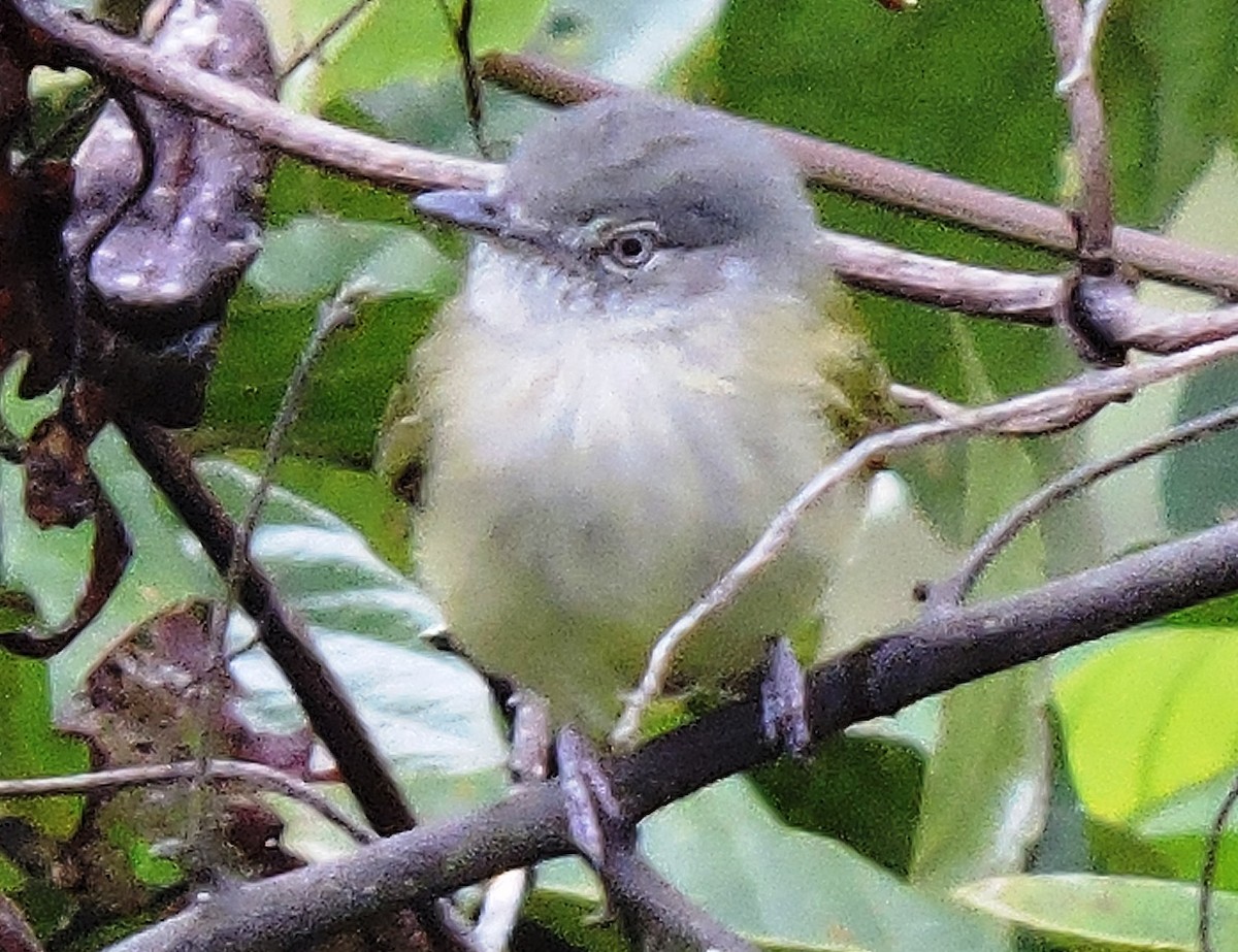 Yellow-olive Flatbill - ML36784681