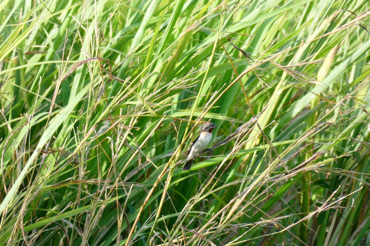 Chestnut-throated Seedeater - ML367847061