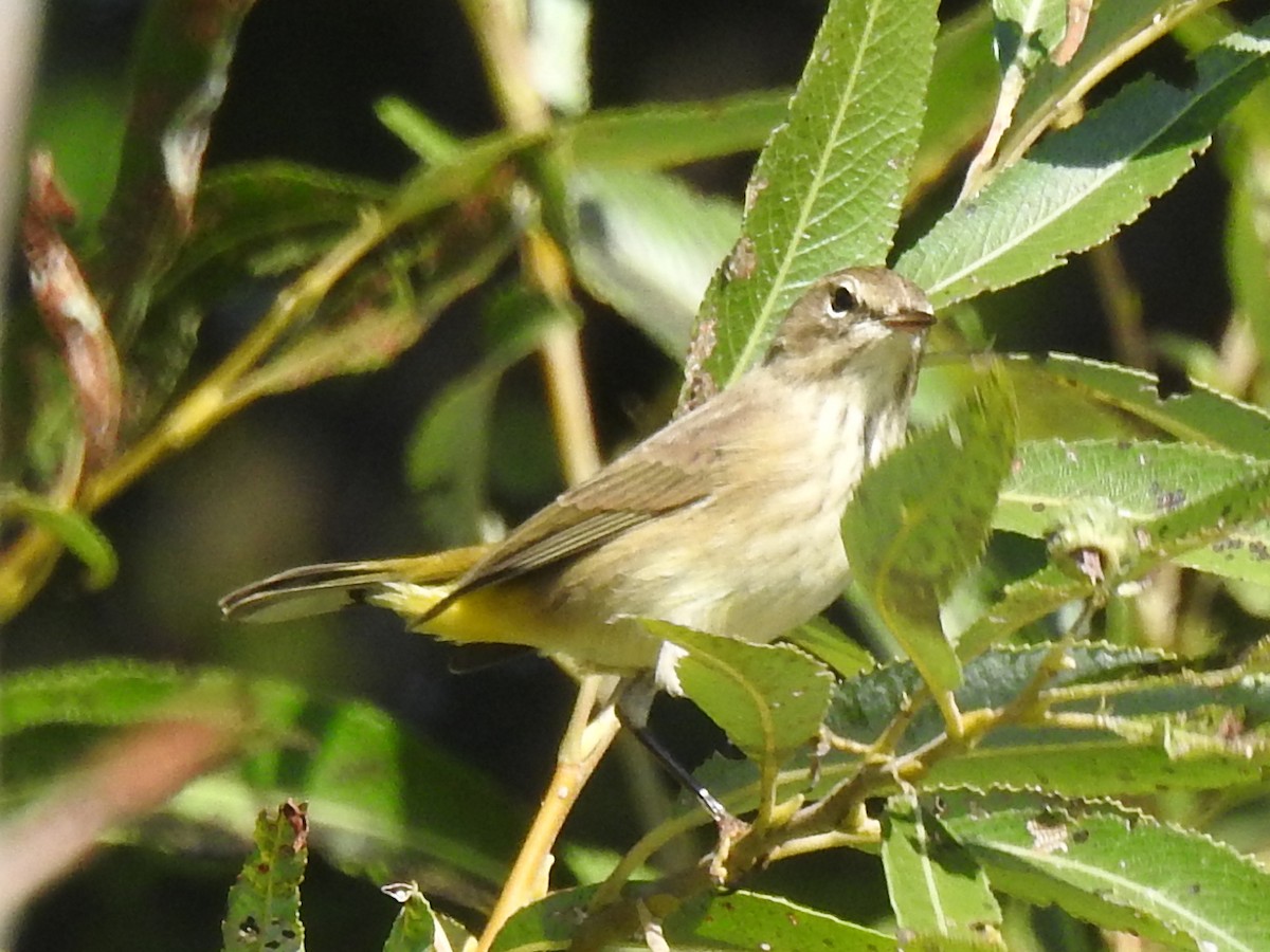 Palmenwaldsänger - ML367848061