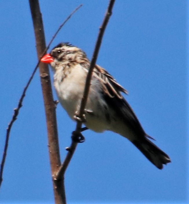 Pin-tailed Whydah - Barry Spolter