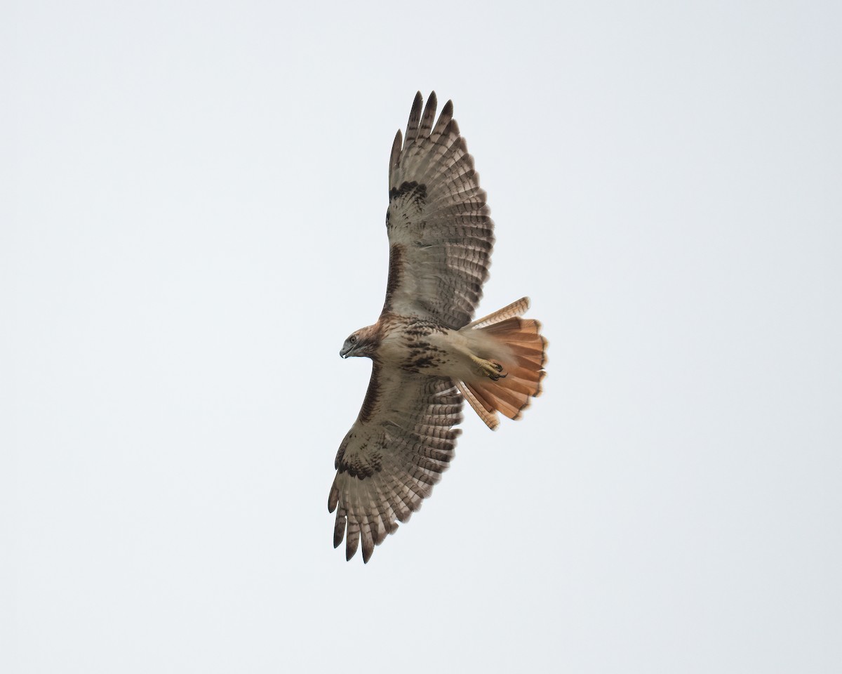 Red-tailed Hawk - ML367853171