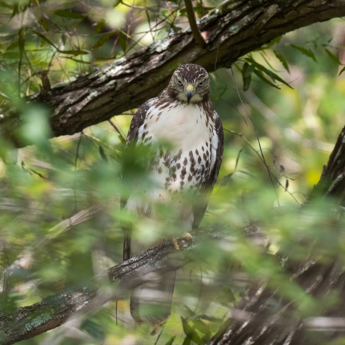 Red-tailed Hawk - ML367853261