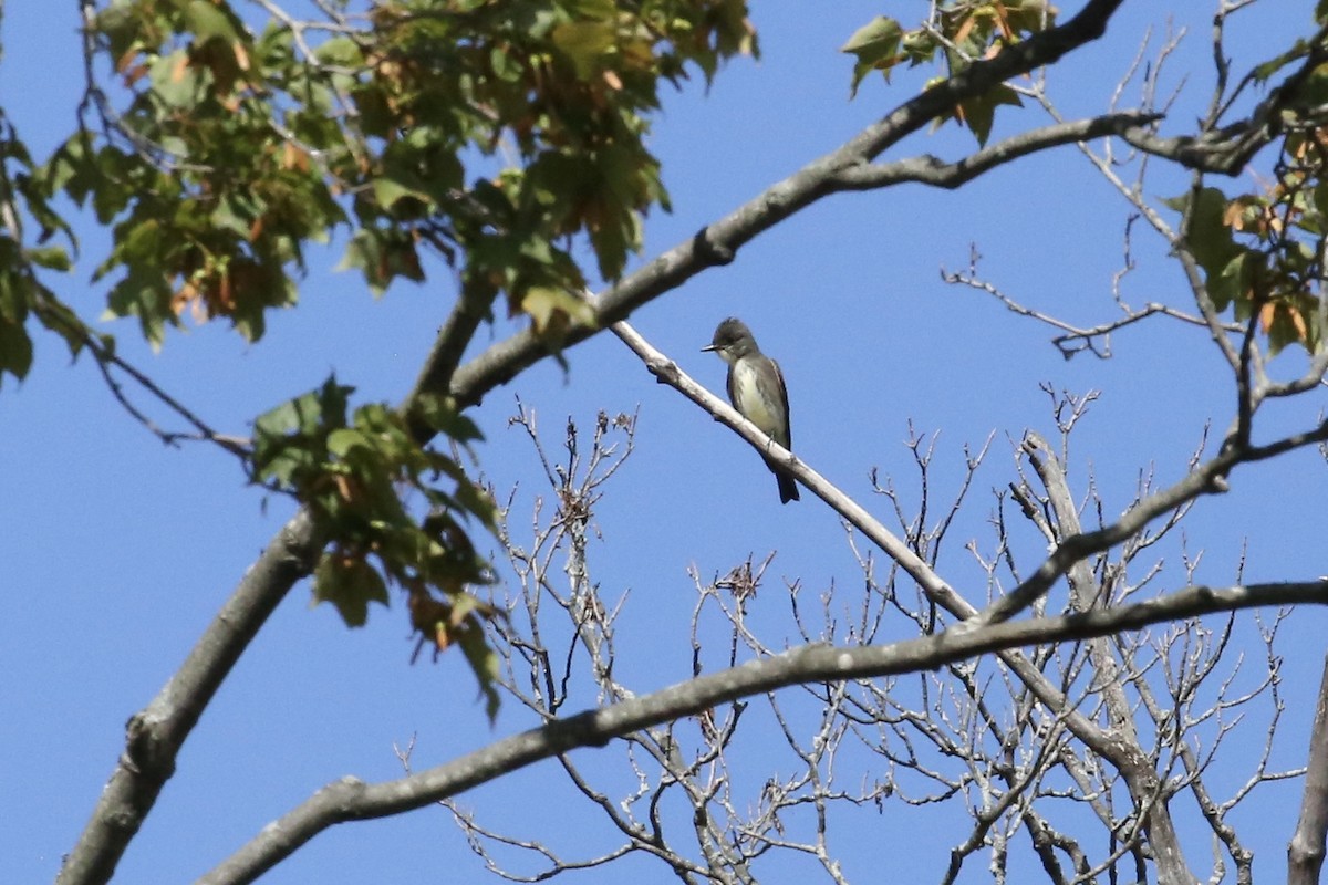 Olive-sided Flycatcher - ML367853821