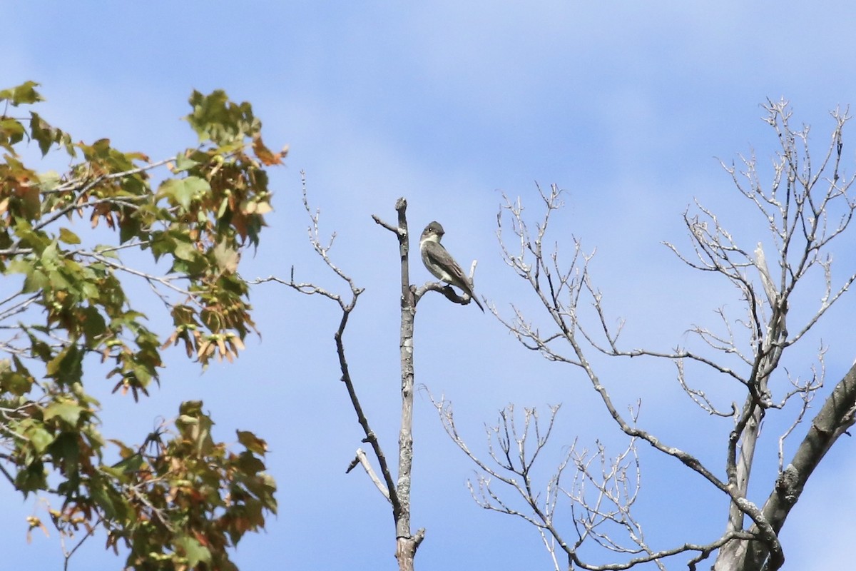 Olive-sided Flycatcher - Marie Rust