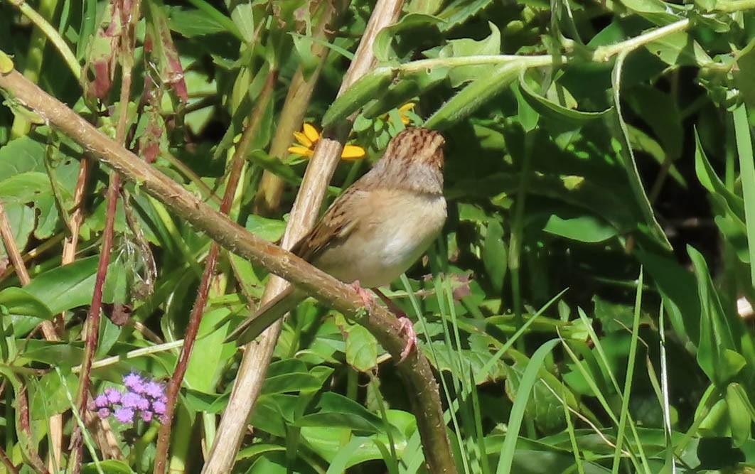 Clay-colored Sparrow - Carole Griffiths