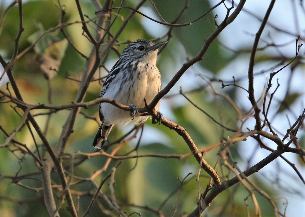 Stripe-chested Antwren - Dean LaTray