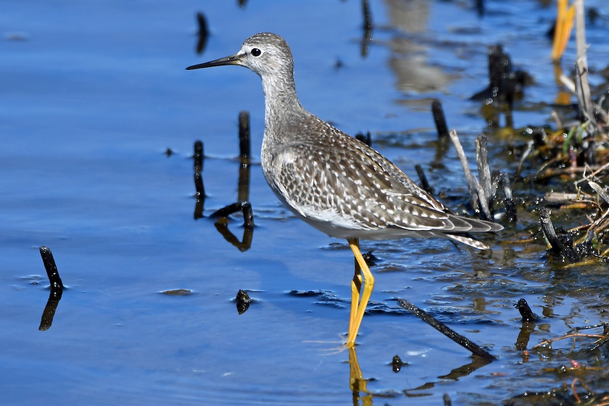 Lesser Yellowlegs - ML367858111