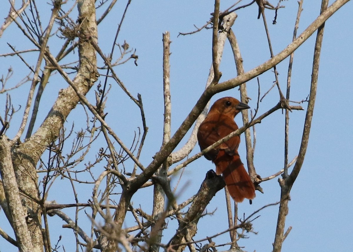 White-lined Tanager - ML367858181