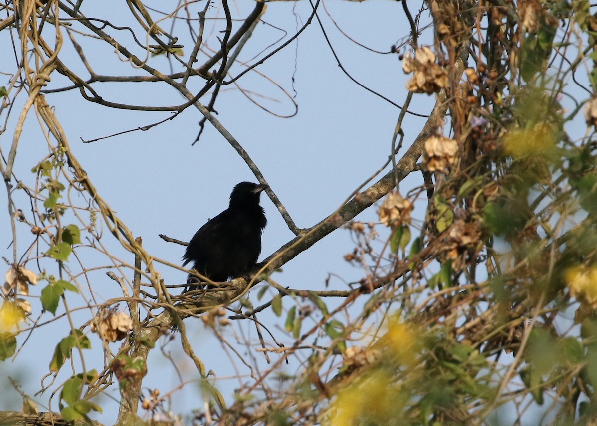 White-lined Tanager - ML367858191