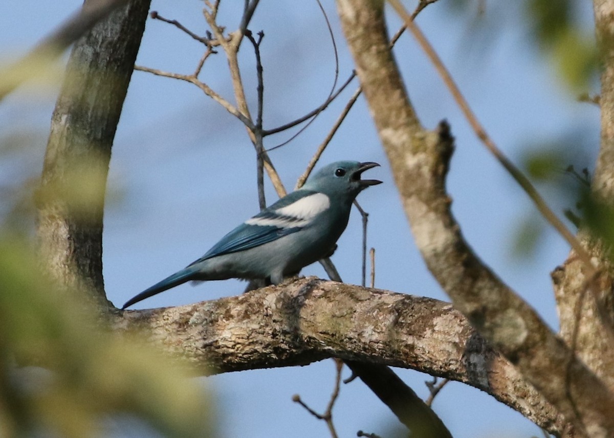 Blue-gray Tanager - ML367858291
