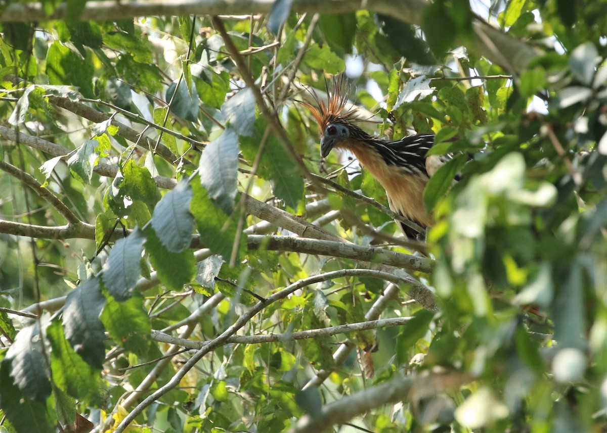 Hoatzin - Dean LaTray