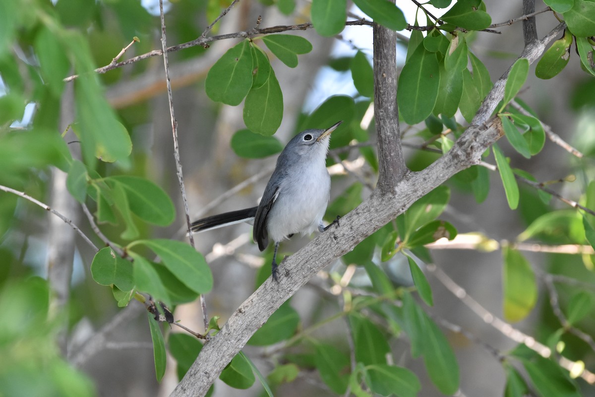 Blue-gray Gnatcatcher - ML367859041