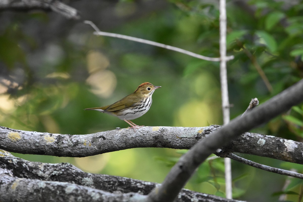 カマドムシクイ - ML367859231