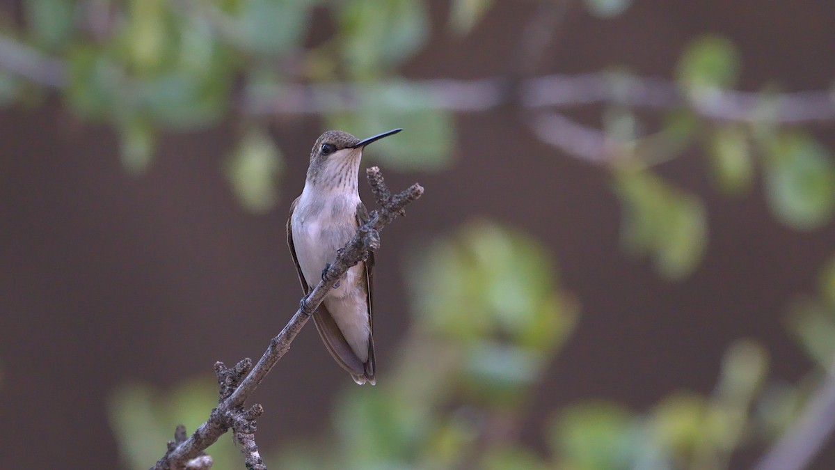 Black-chinned Hummingbird - ML367859671