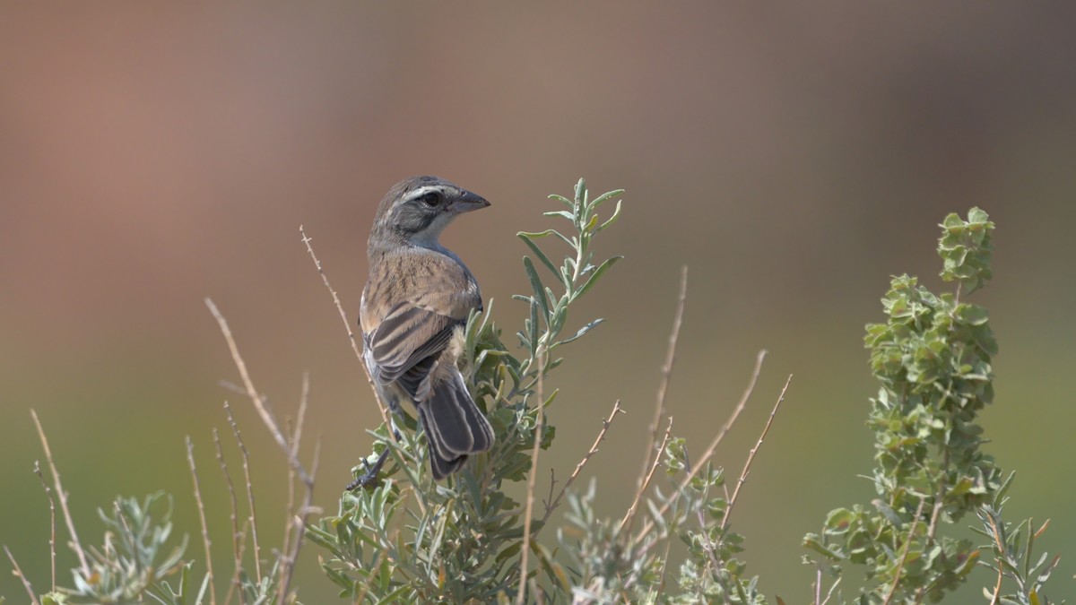 Black-throated Sparrow - ML367859691