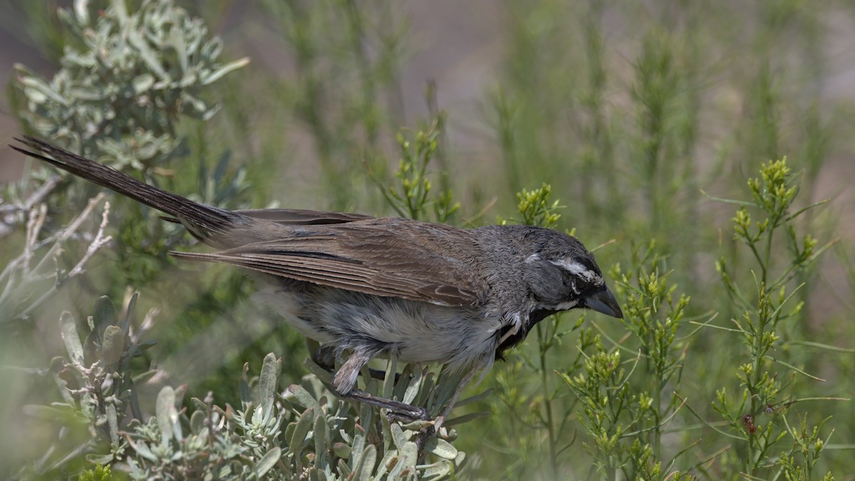 Black-throated Sparrow - ML367859711
