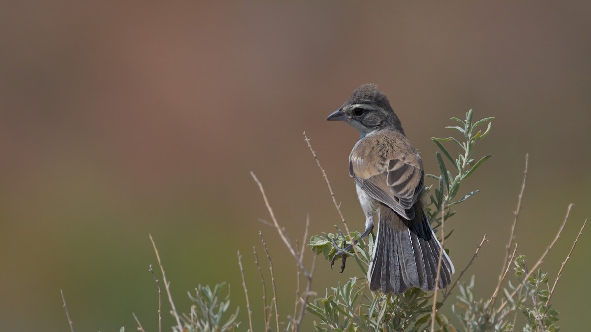 Black-throated Sparrow - Adam Zahm