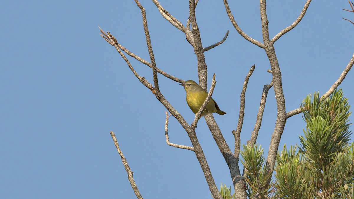 Orange-crowned Warbler - ML367859791