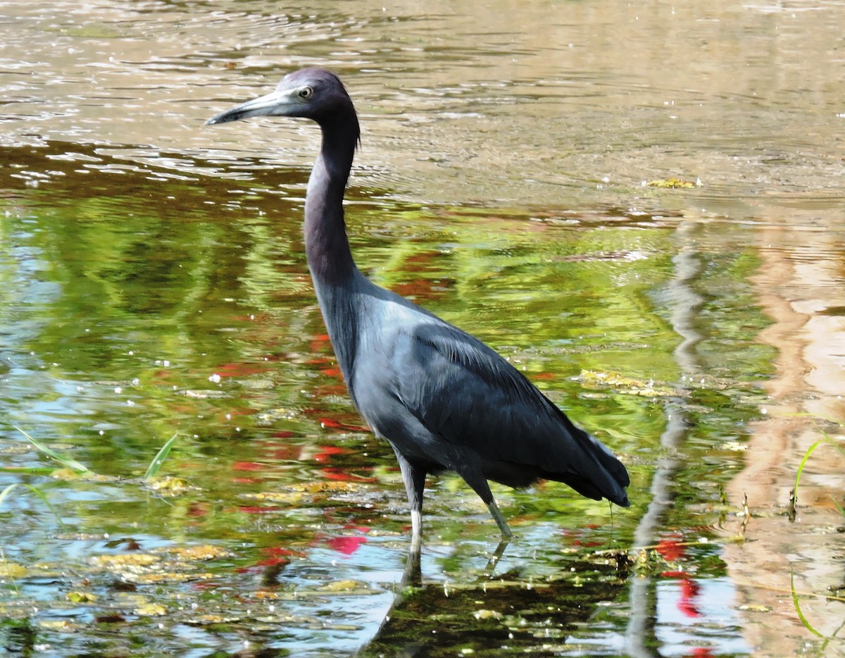 Little Blue Heron - ML36785981