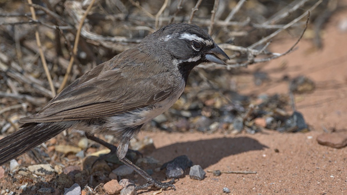 Black-throated Sparrow - ML367859971