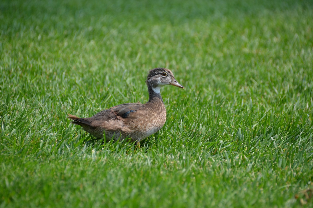 Wood Duck - Alayna Mellin