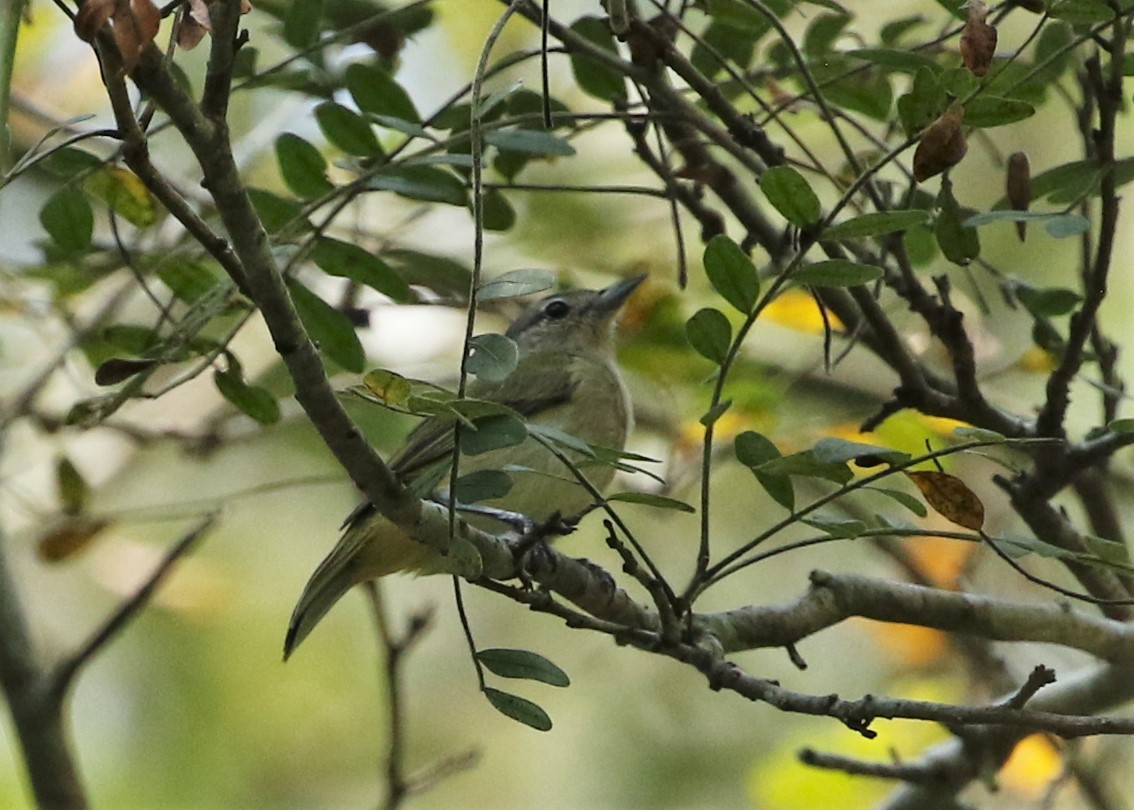 Southern Mouse-colored Tyrannulet - ML367863071