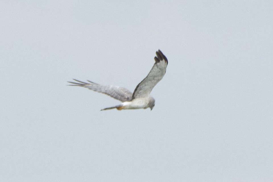 Northern Harrier - Jacob Wessels