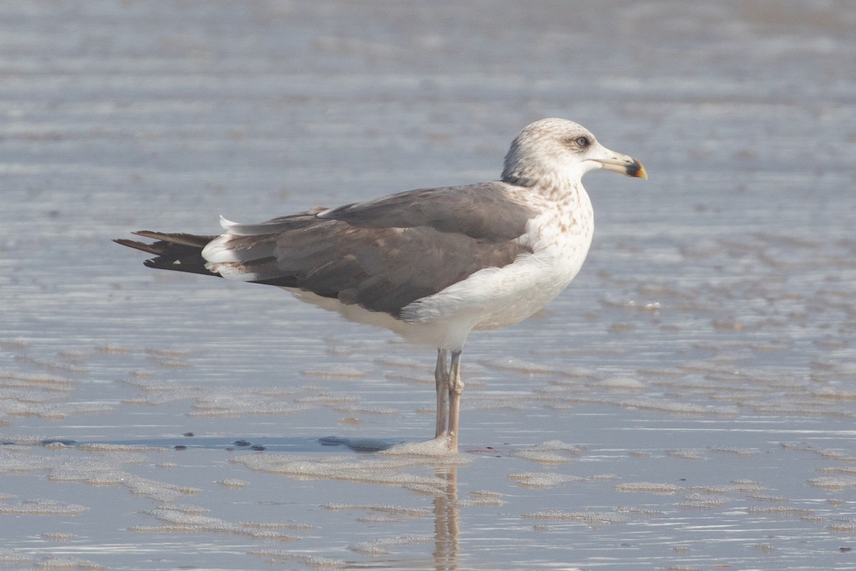 Lesser Black-backed Gull - ML367863901