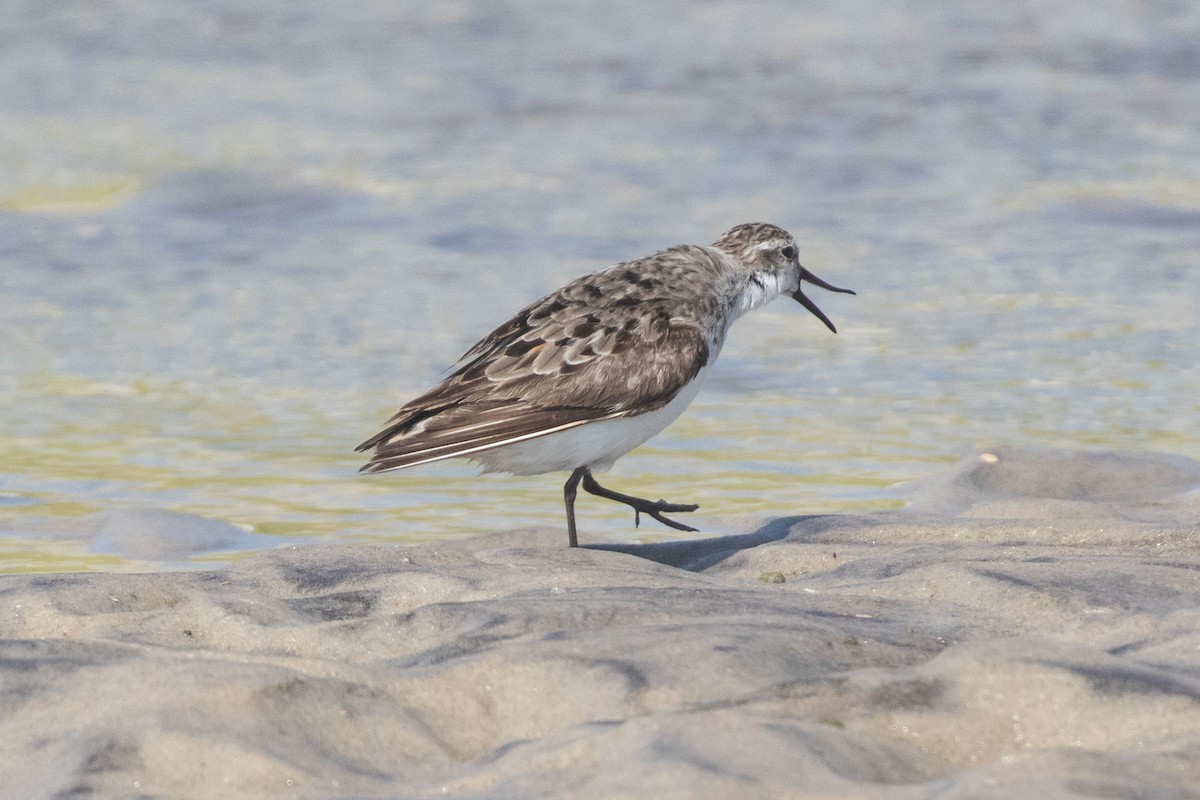 Semipalmated Sandpiper - ML367864001