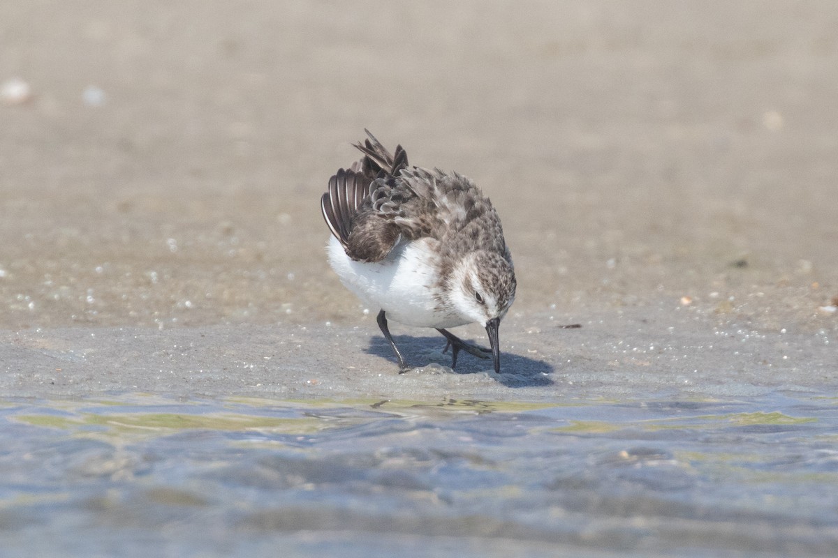 Semipalmated Sandpiper - R M