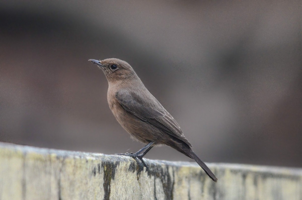 Brown Rock Chat - Nikolaj Mølgaard Thomsen