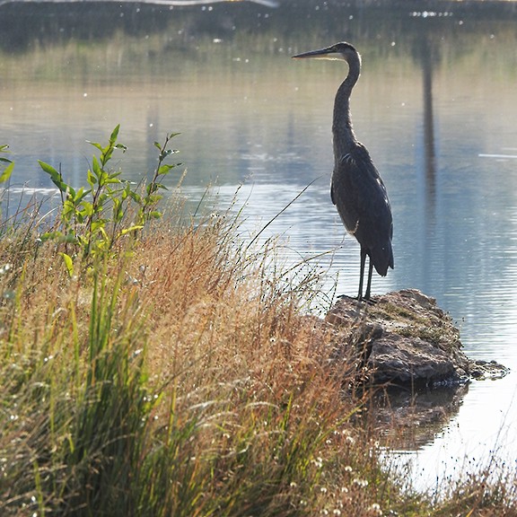 Great Blue Heron - ML367866521