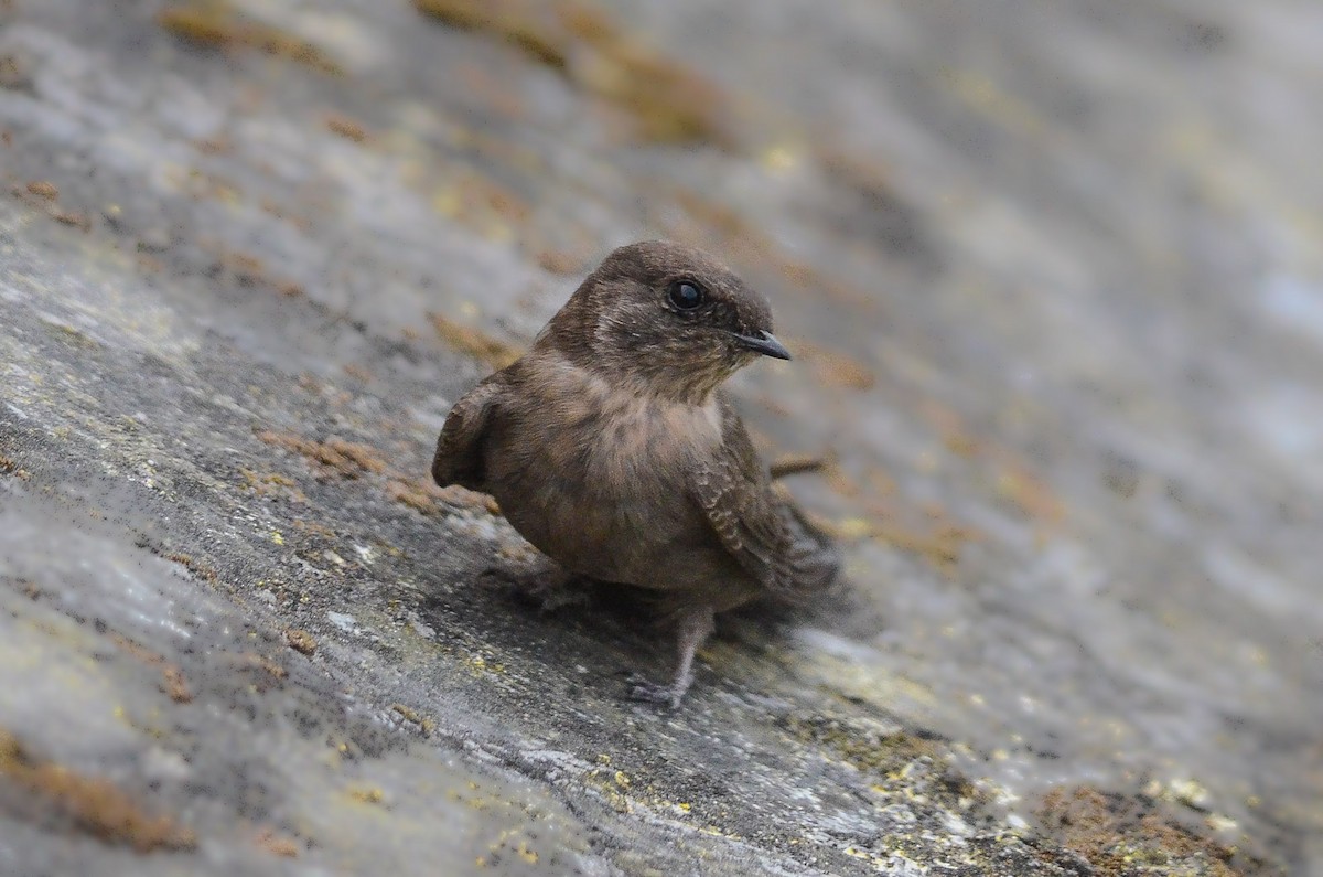 Dusky Crag-Martin - Nikolaj Mølgaard Thomsen