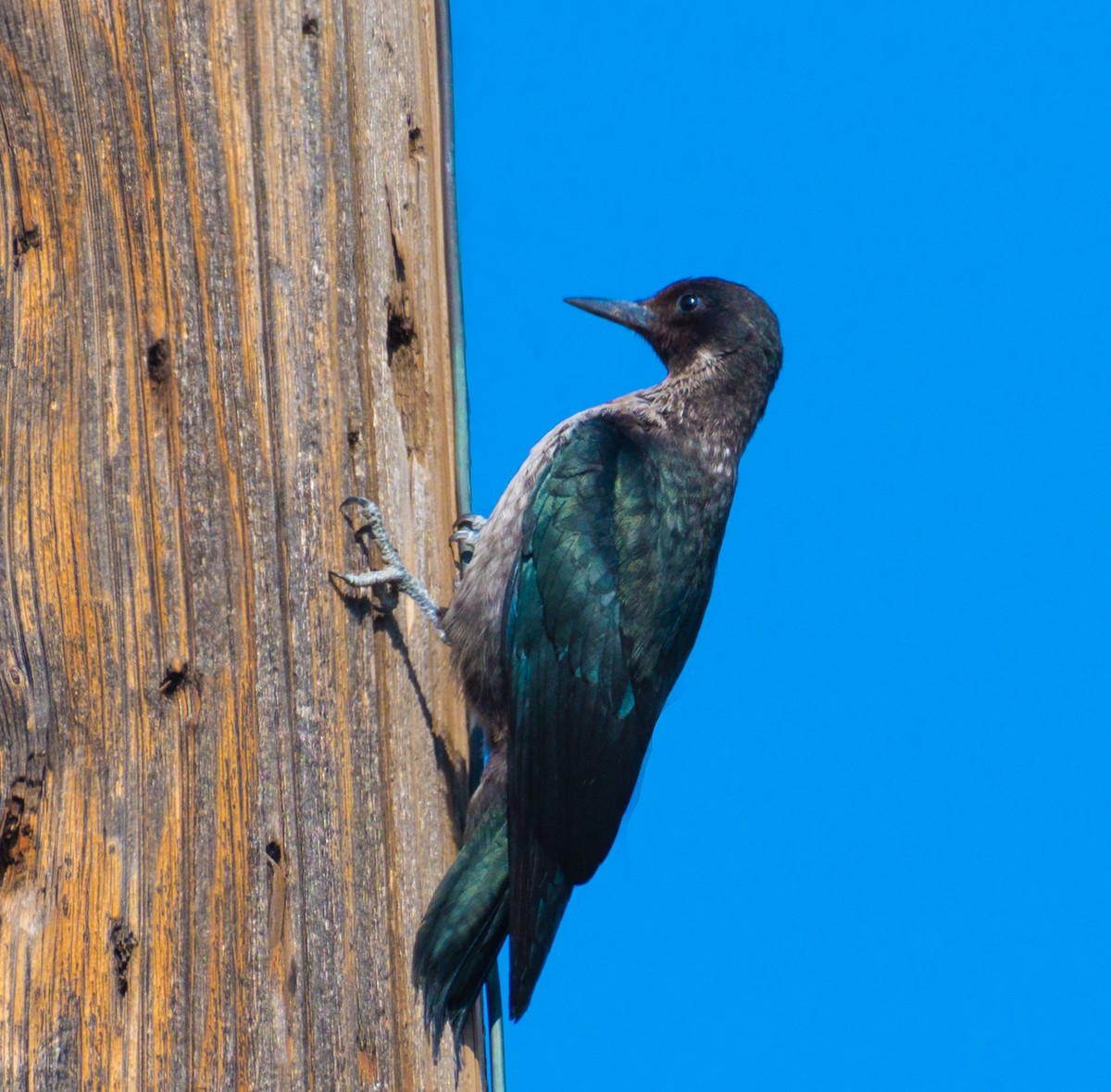 Lewis's Woodpecker - ML367867821