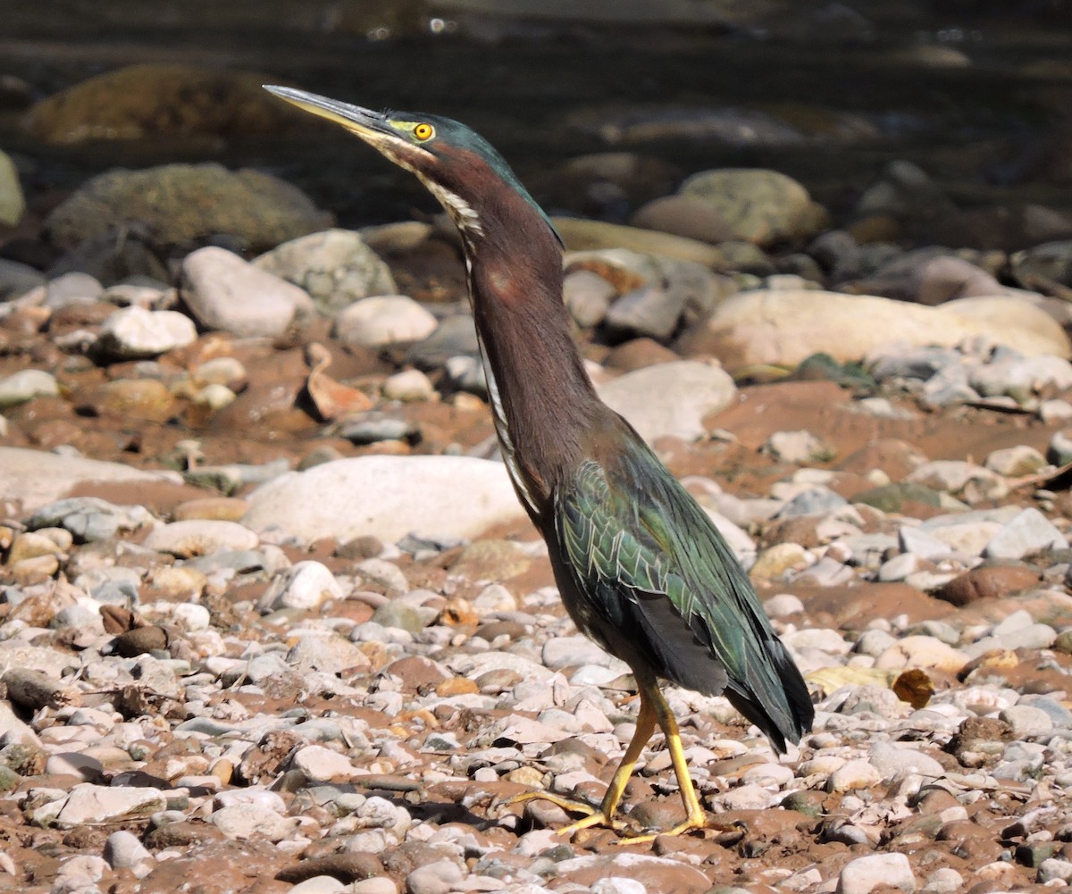 Green Heron - ML36786871