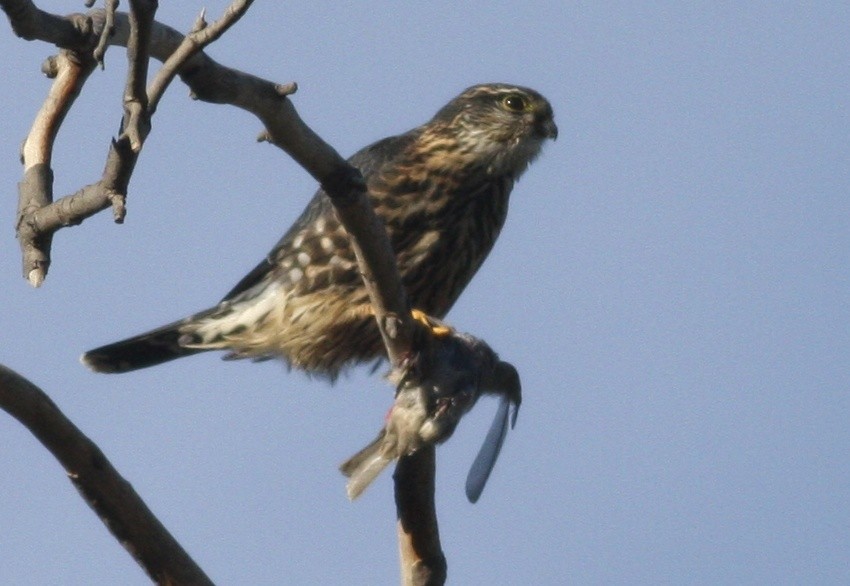 בז גמדי - ML367869201