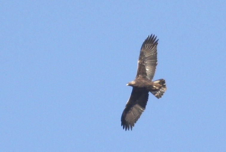 עיט זהוב - ML367869261