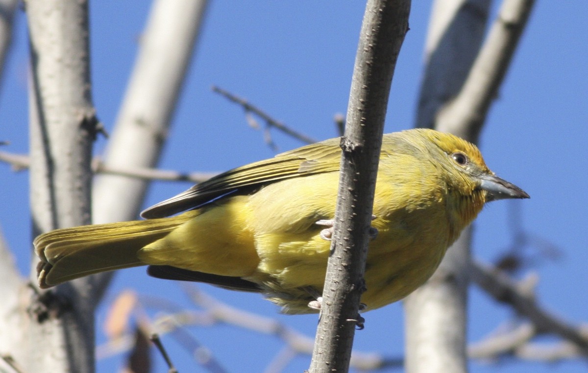 Hepatic Tanager - ML367869311